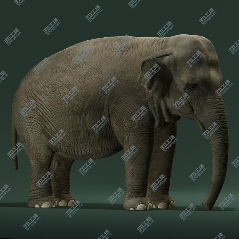 images/goods_img/202105073/Asian Elephant/2.jpg